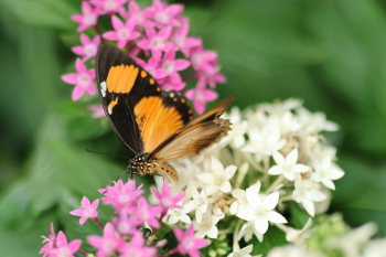 Bươm bướm, bướm, butterfly, hoa, flower - DEibrinkJansen