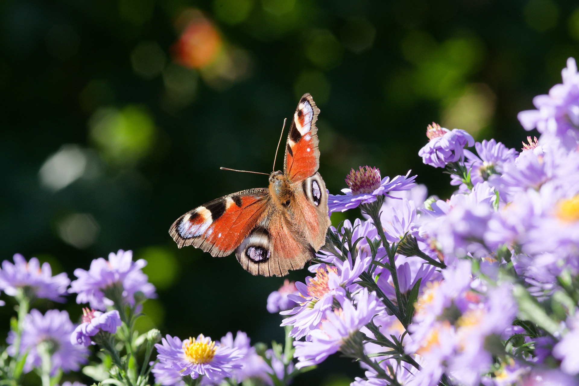 Bươm bướm, bướm, butterfly, hoa, flower - didi82