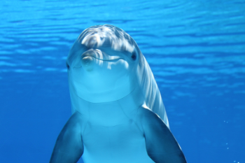 Cá heo, cá, dolphin, fish, biển, đại dương, sea, ocean - Claudia14