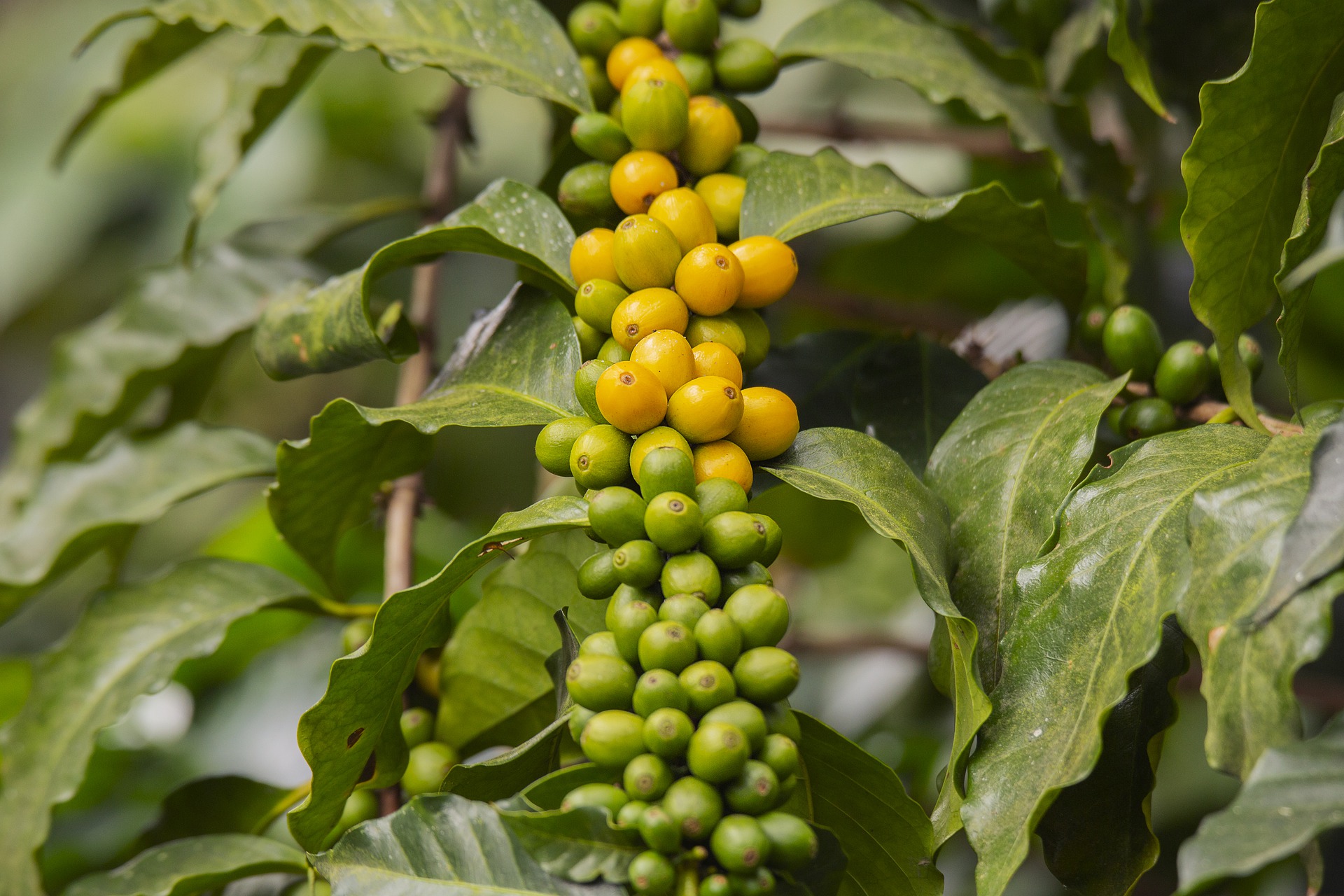 Cà phê, coffee, hạt cà phê, cà phê tươi - FranciscoJavierCoradoR
