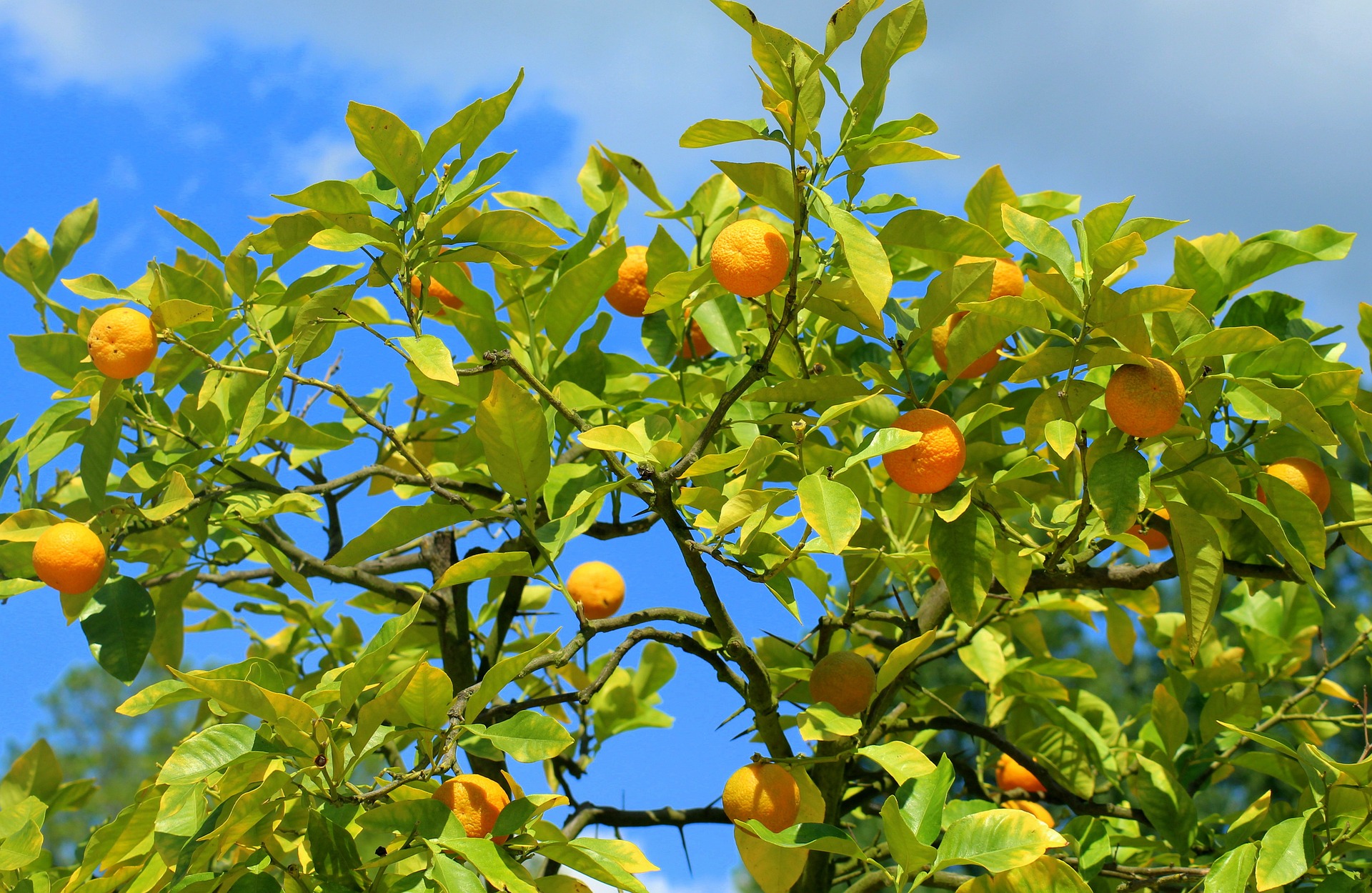 Cam, quả cam, trái cam, cam vàng, trái cây, orange - Alicja