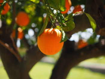 Cam, quả cam, trái cam, cam vàng, trái cây, orange -  Hans (1)
