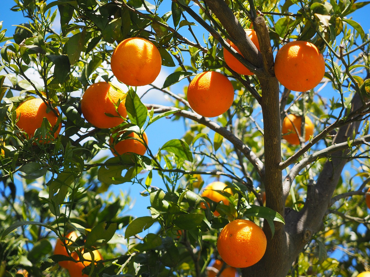 Cam, quả cam, trái cam, cam vàng, trái cây, orange -  Hans (2)