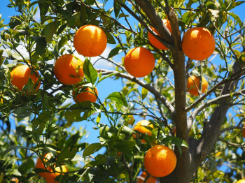 Cam, quả cam, trái cam, cam vàng, trái cây, orange -  Hans (2)