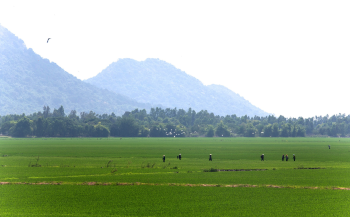 Cánh đồng, đồng lúa, núi, lúa, moutain, bầu trời, Việt Nam - HiepHoang