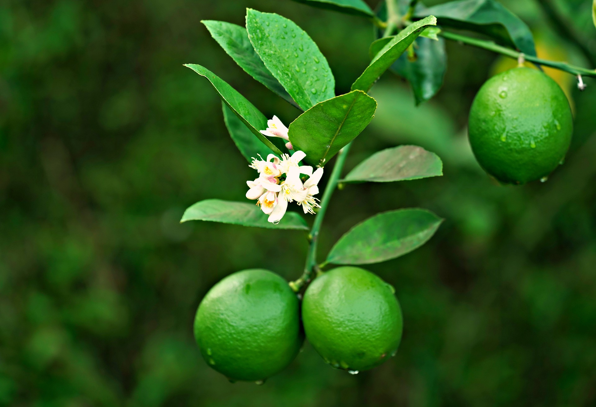 Chanh, quả, lime -  ignartonosbg