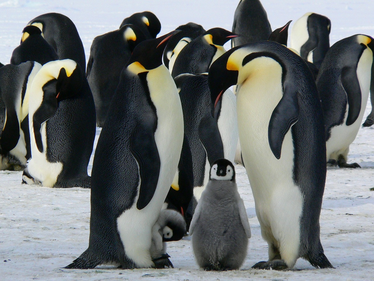 Chim, chim cánh cụt, penguin, bird - MemoryCatcher