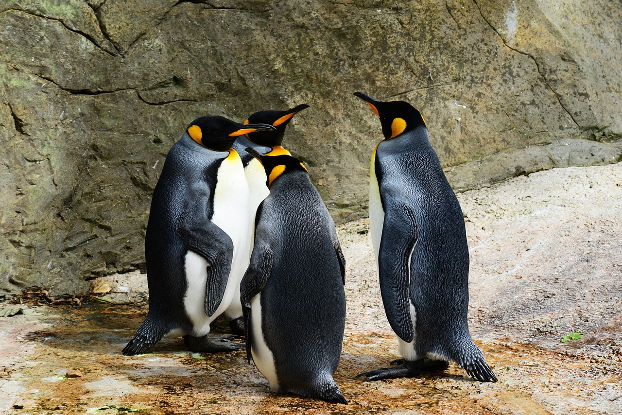 Chim, chim cánh cụt, penguin, bird - PollyDot