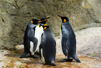 Chim, chim cánh cụt, penguin, bird - PollyDot