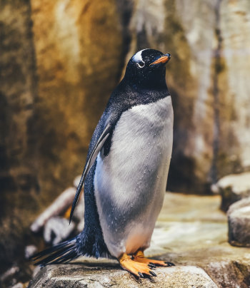 Chim, chim cánh cụt, penguin, bird 2