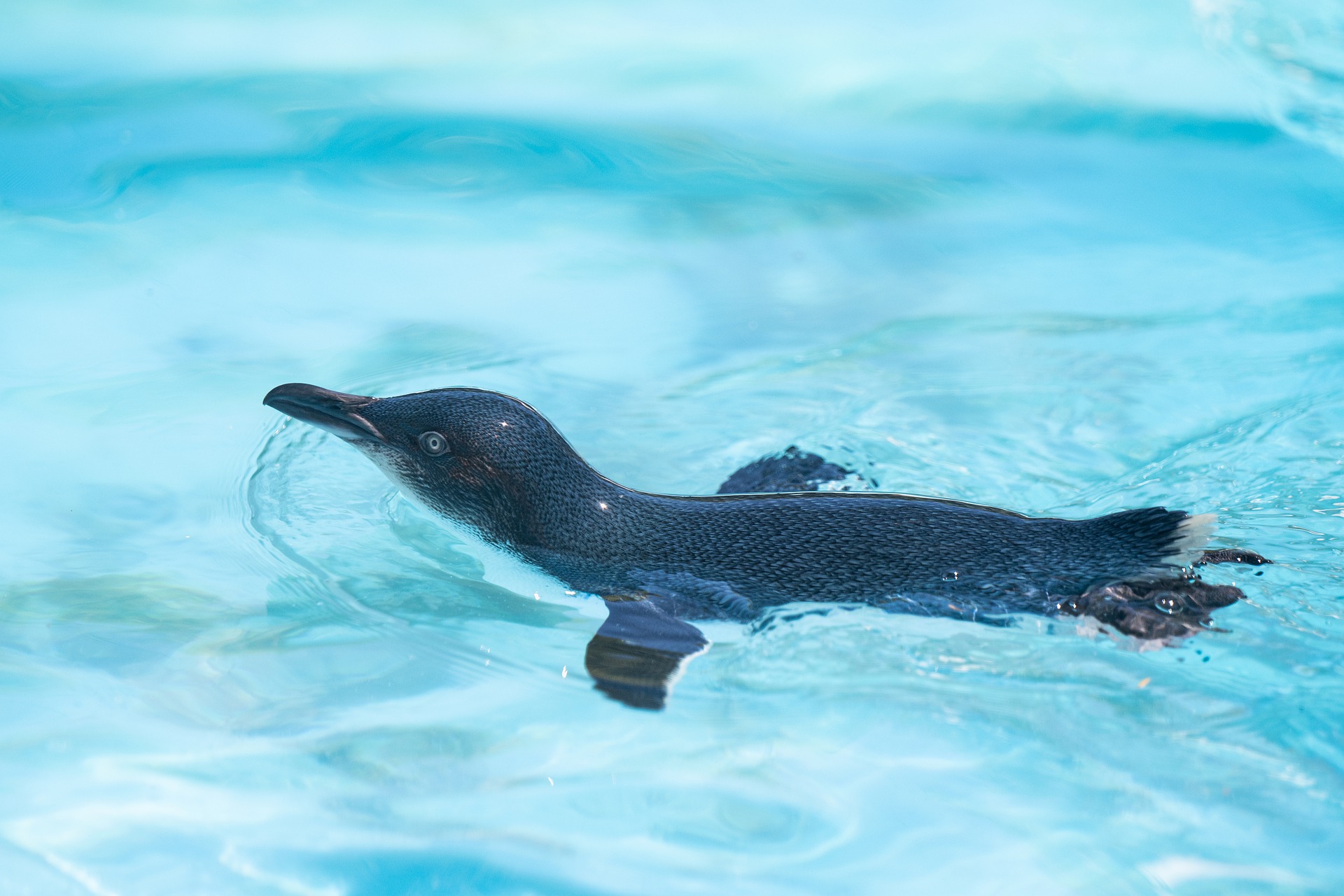 Chim, chim cánh cụt, penguin, bird - xiSerge