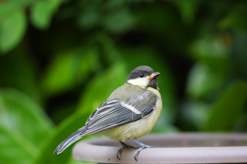 Chim, con chim, bạc má lớn, Parus major - Tim_Bastian