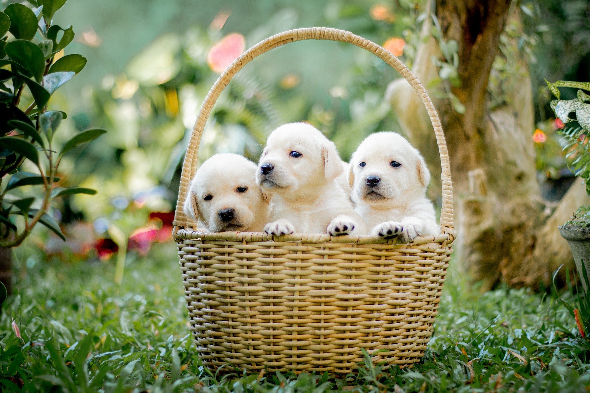 Chó, cún, chó con, dog, puppy, golder - chathuraanuradha