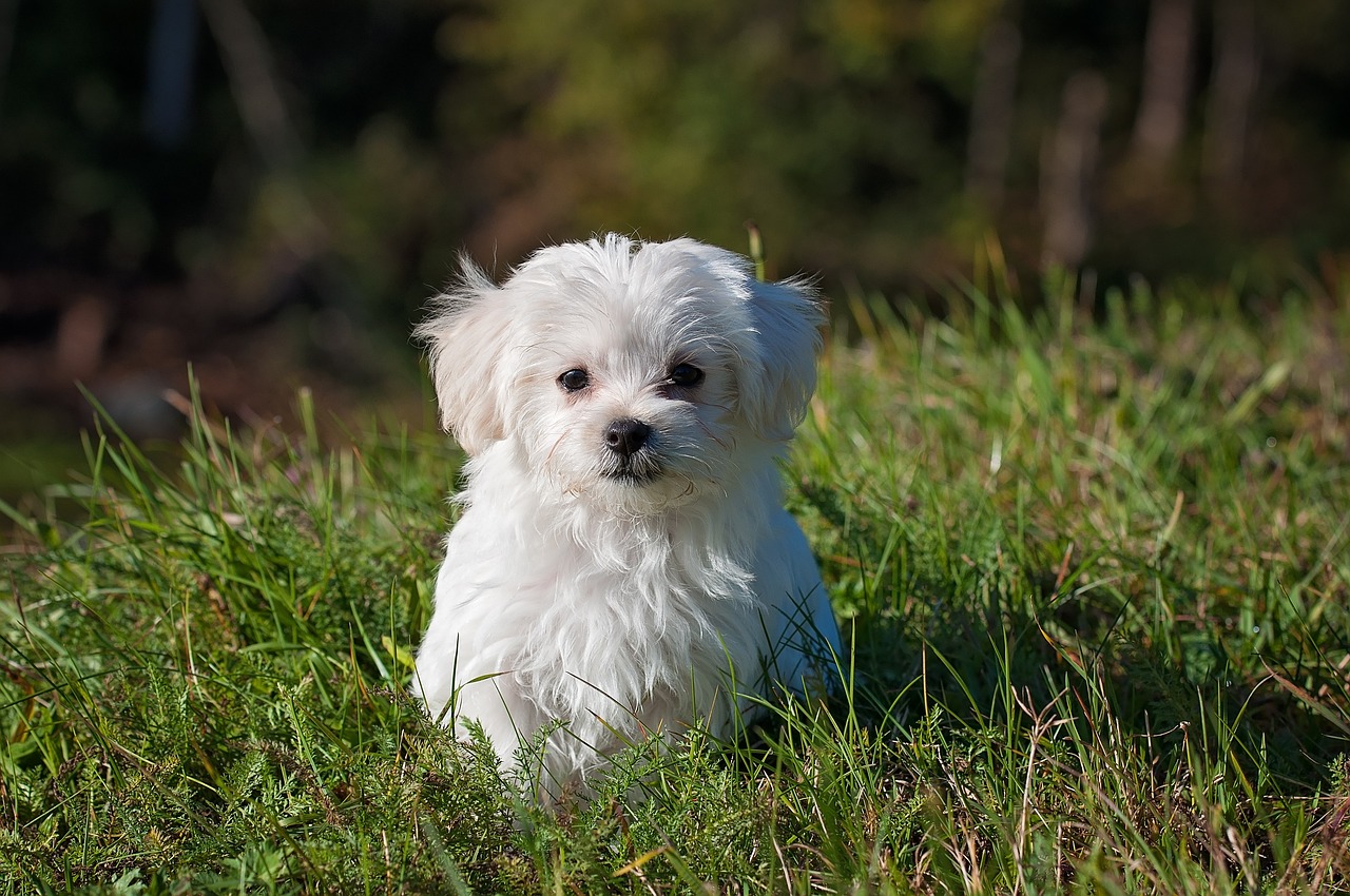 Chó, cún, chó con, dog, puppy - Pezibear
