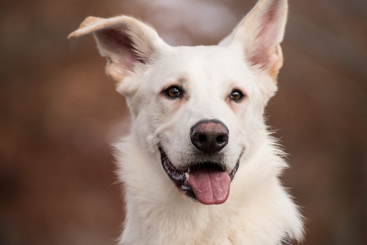 Chó, cún, chó trắng, dog, puppy - RebeccasPictures