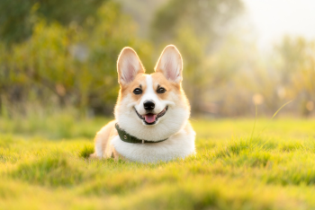 Chó, cún, corgi, dog, puppy - lucioliu