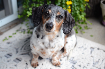 Chó, cún, dog, puppy, chó lạp xưởng, chó Dachshund - mjimages