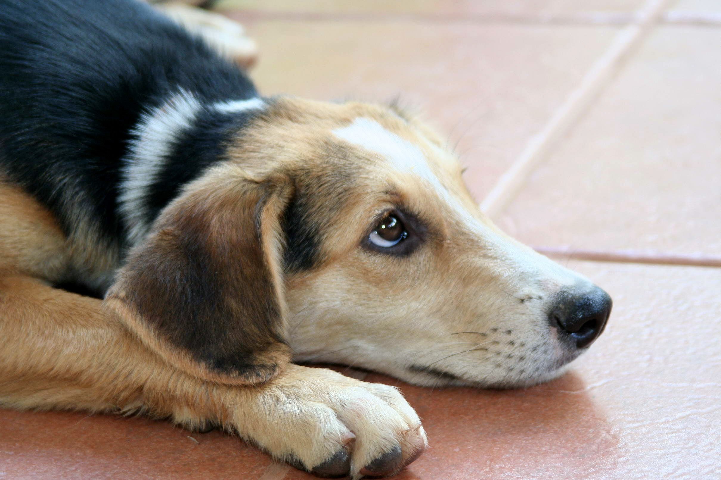 Chó, cún, dog, puppy, chó săn tai thỏ Beagle, chó săn - nika_jurgens