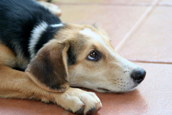 Chó, cún, dog, puppy, chó săn tai thỏ Beagle, chó săn - nika_jurgens