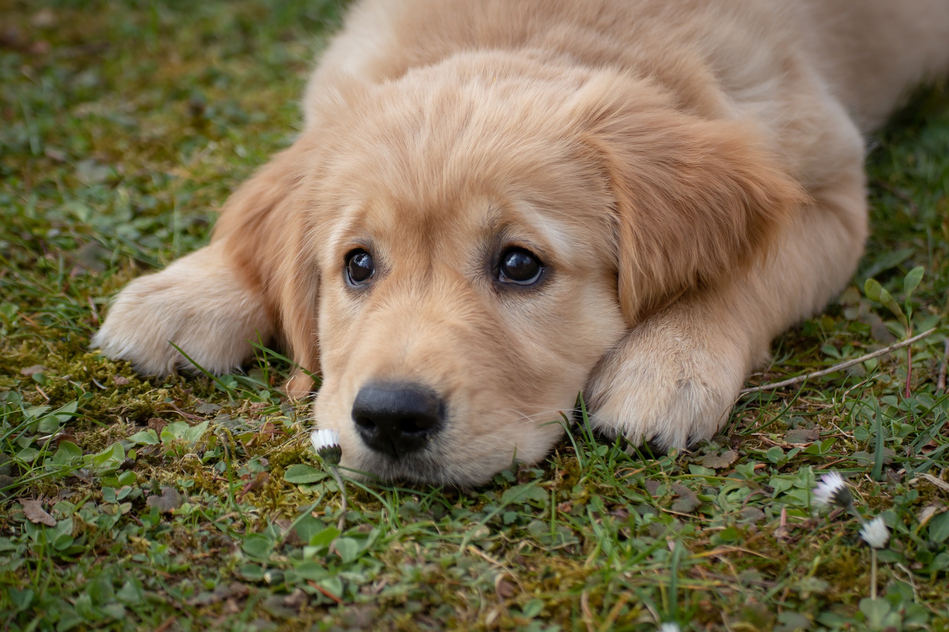 Chó, cún, dog, puppy, golden - birgl