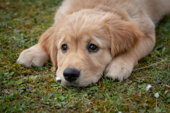 Chó, cún, dog, puppy, golden - birgl