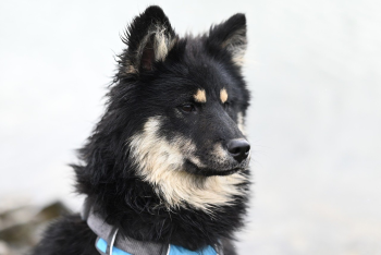 Chó, cún, dog, puppy - JACLOU-DL