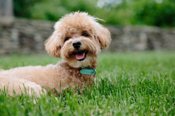 Chó, cún, poodle, dog, puppy - carah_