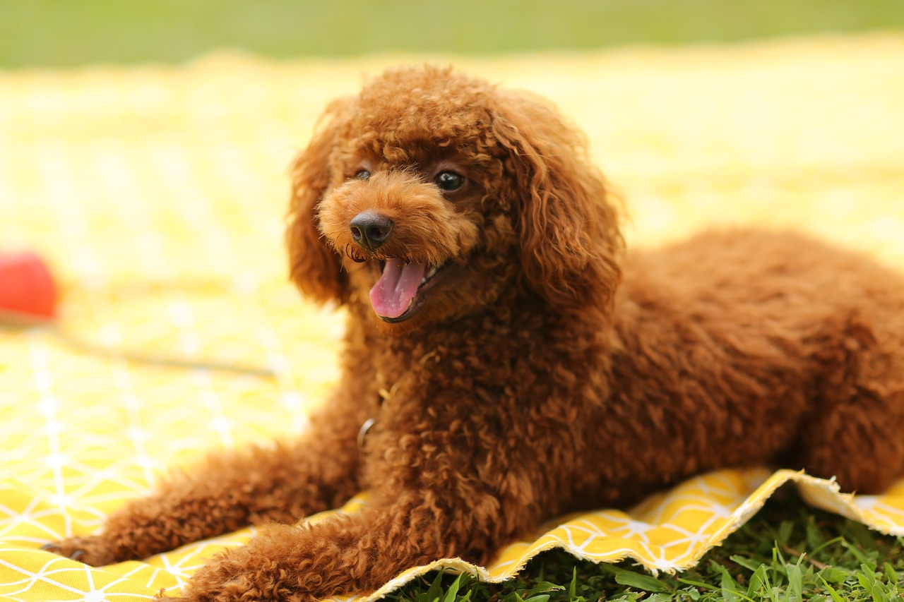 Chó, cún, poodle, dog, puppy - ptksgc