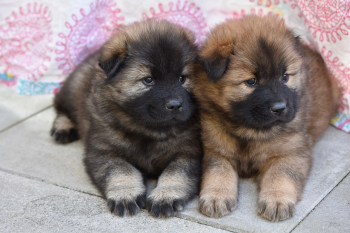Cún, chó, chó con, dog, puppy, dog, chó đen, chó nâu -  JACLOU-DL