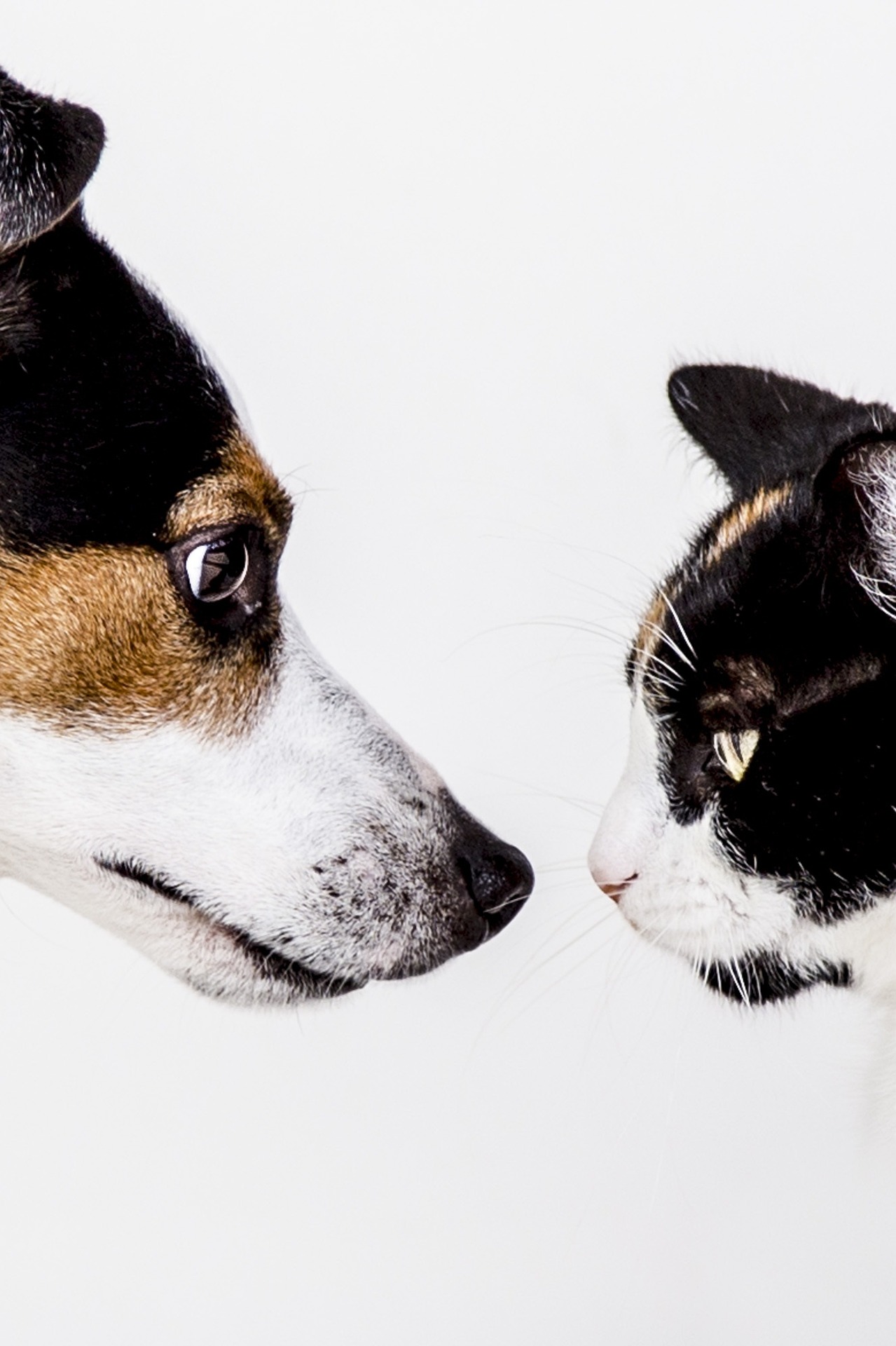 Cún, chó, chó con, dog, puppy, dog, chó trắng, chó sục, chó nông trại - GiselaFotografie