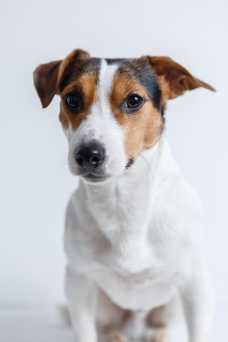 Cún, chó, chó con, dog, puppy, dog, chó trắng, chó sục, chó nông trại - kkolosov