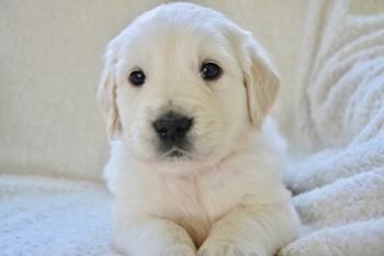 Cún, chó, chó con, dog, puppy, dog, chó trắng, golden - JACLOU-DL (1)