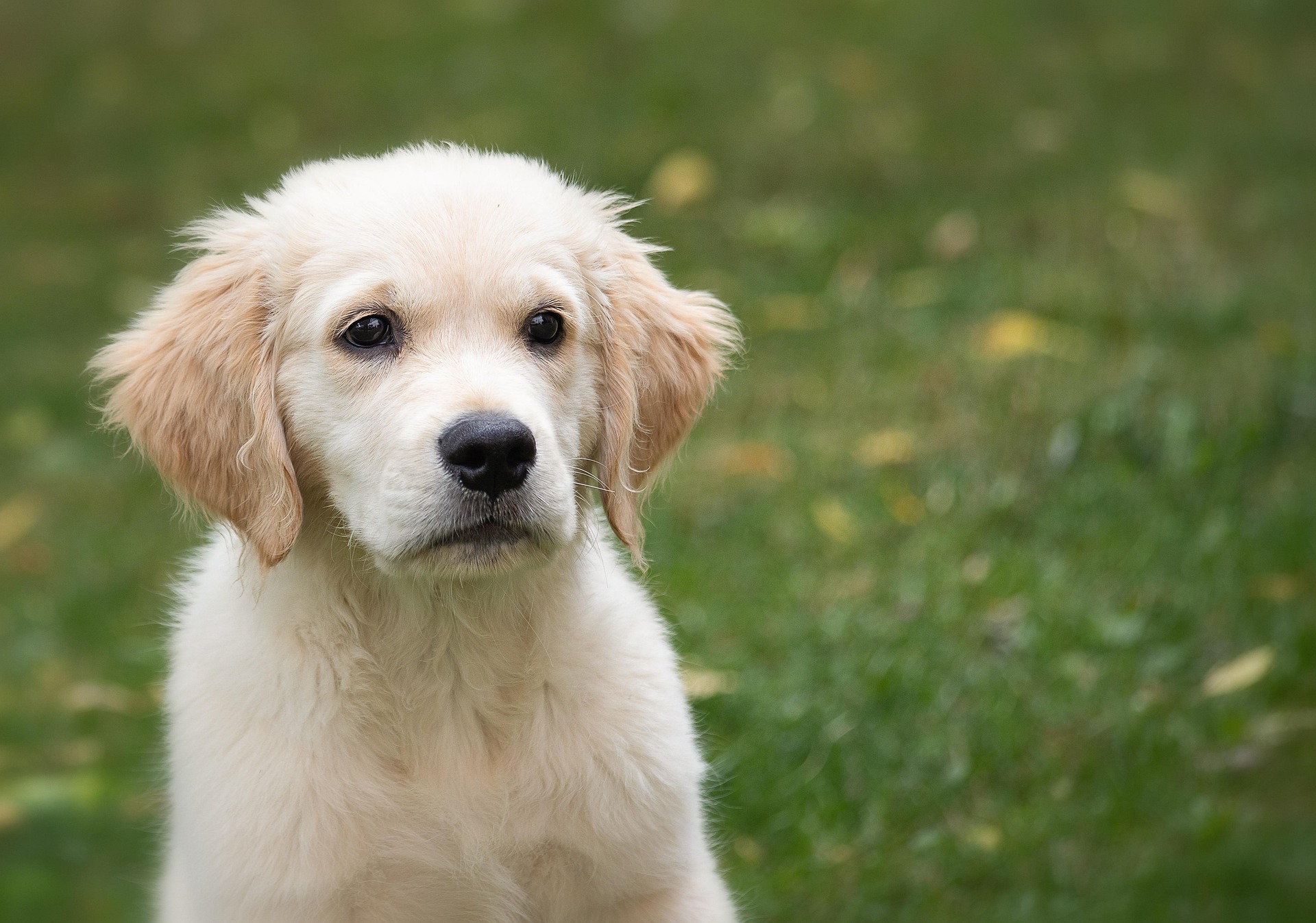 Cún, chó, chó con, dog, puppy, dog, chó trắng, golden - minka2507