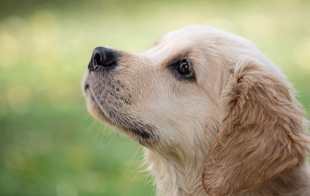 Cún, chó, chó con, dog, puppy, dog, chó trắng, golden - minka2507 (2)
