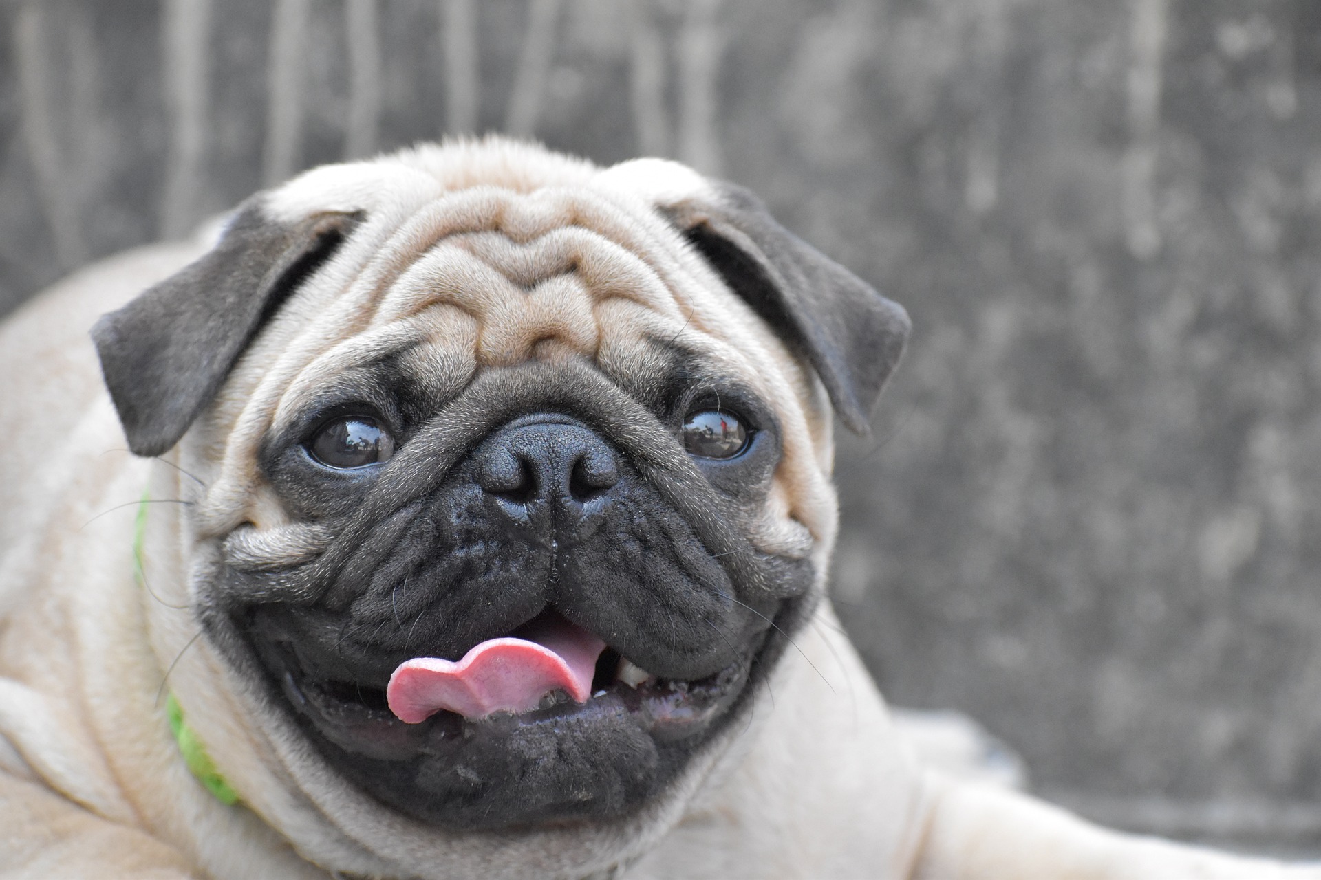 Cún, chó, chó con, dog, puppy, dog, chó xám, pug, chó mặt xệ - MishuHanda