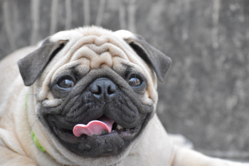 Cún, chó, chó con, dog, puppy, dog, chó xám, pug, chó mặt xệ - MishuHanda