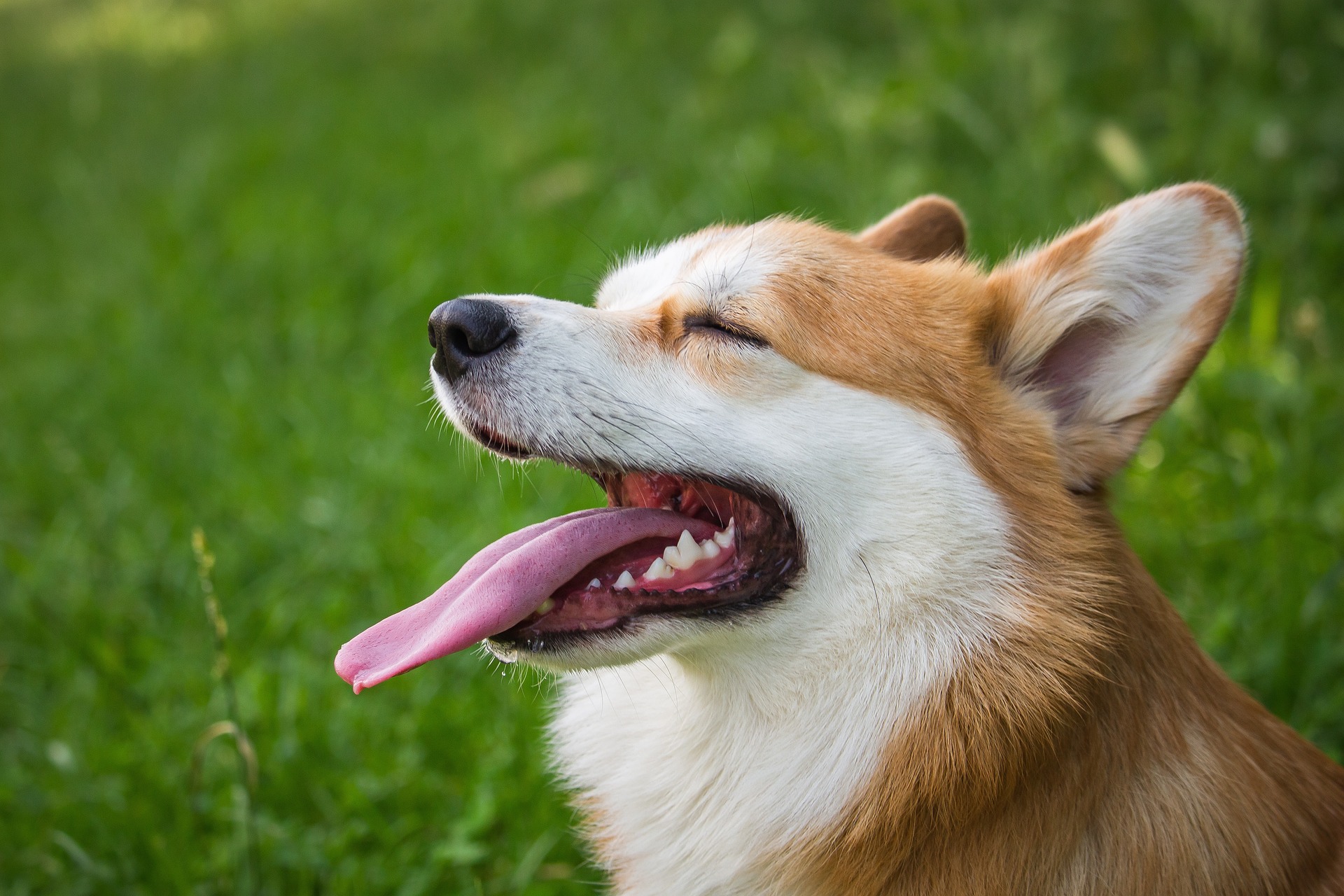 Cún, chó, chó con, dog, puppy, dog, corgi - MolnarSzabolcsErdely (4)