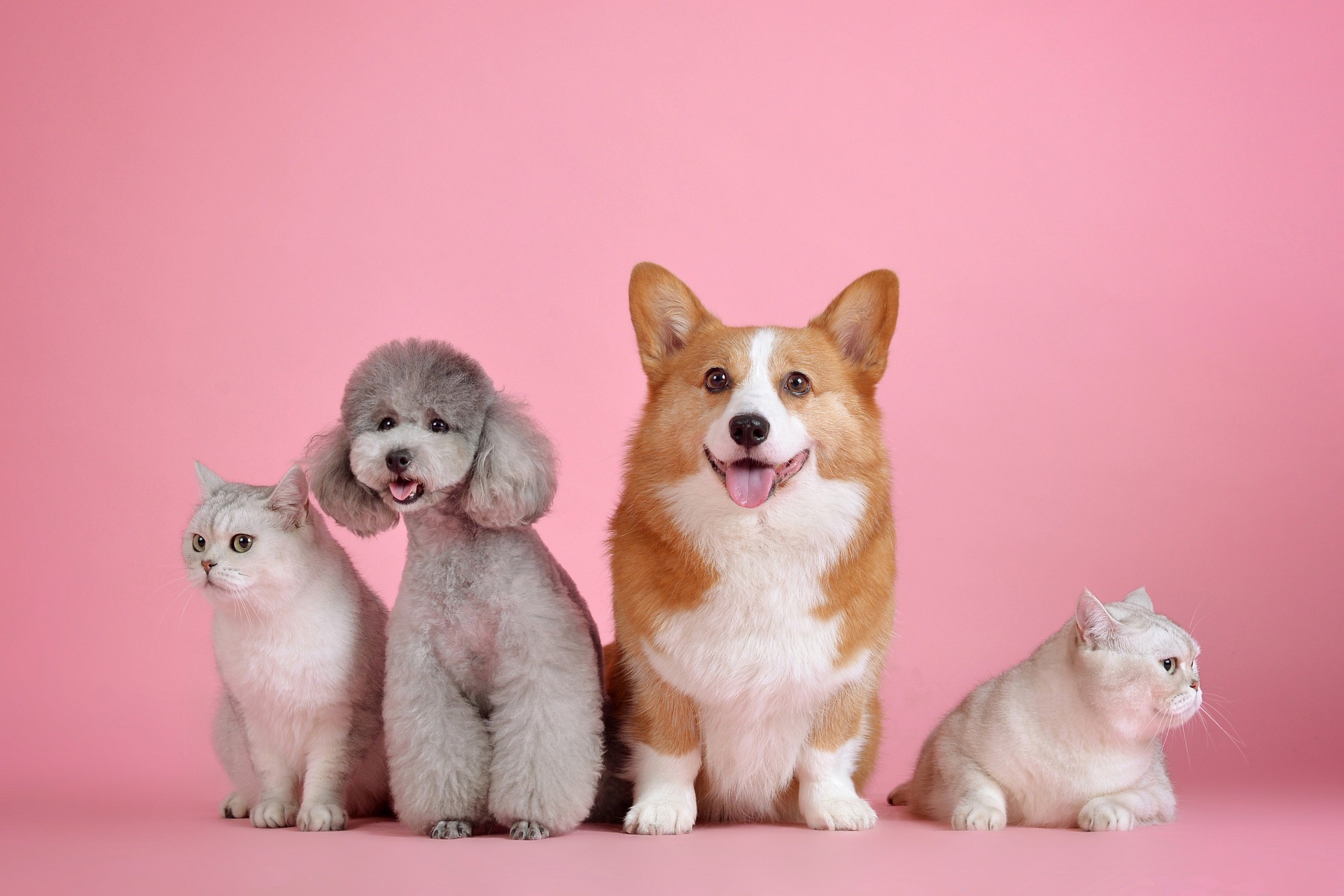 Cún, chó, corgi, poodle, mèo, cat, dog, - huoadg5888