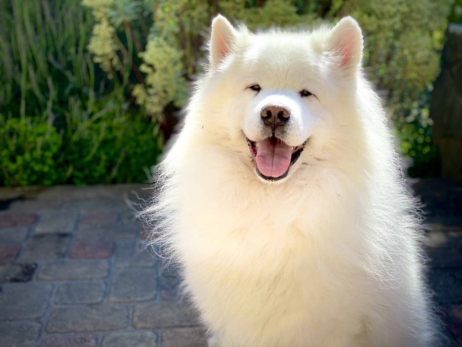 Cún, chó, dog, samoyed - DantasticImages