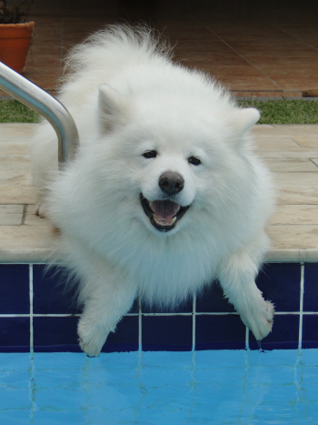 Cún, chó, dog, samoyed - liacarmona
