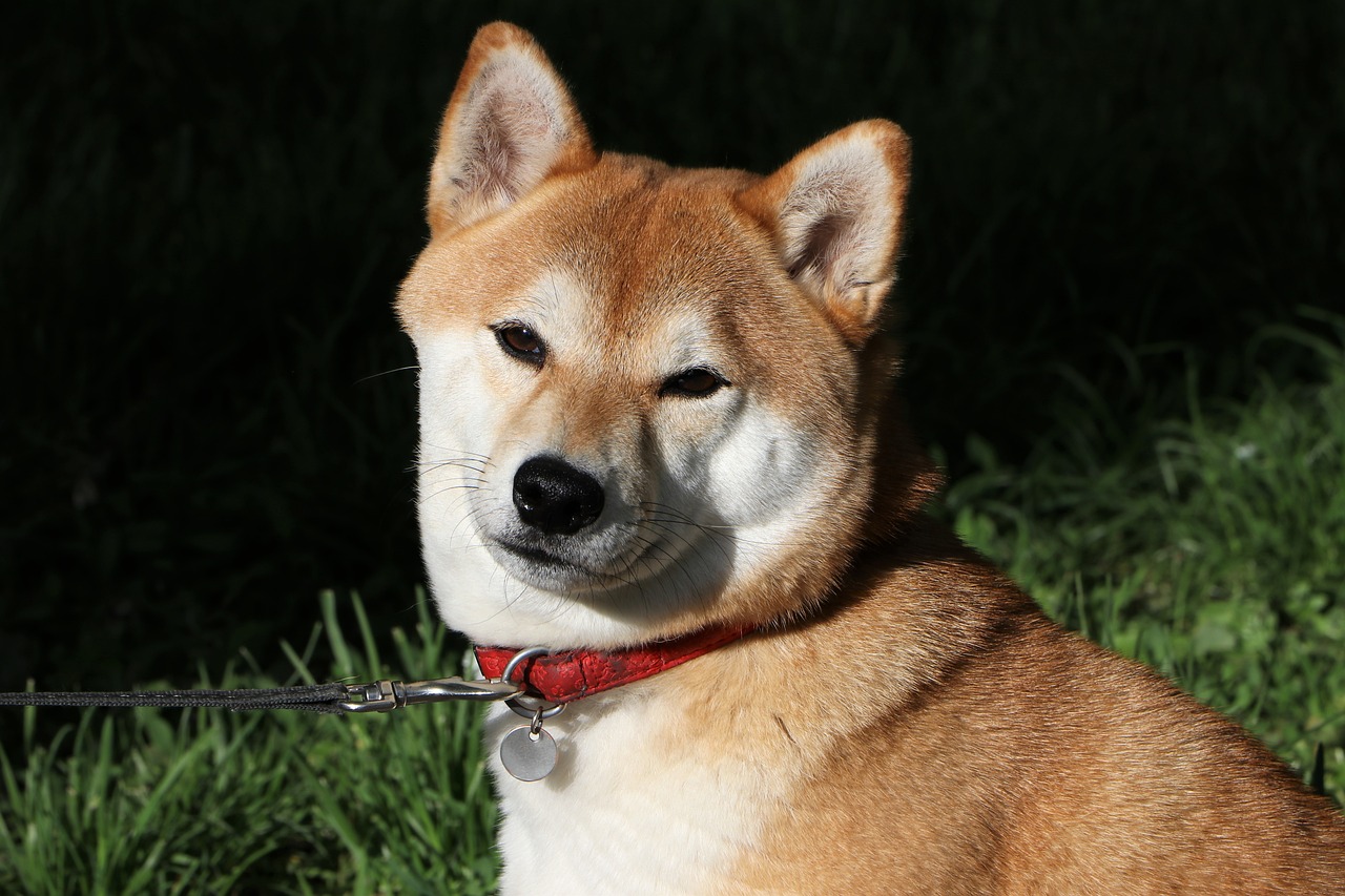 Cún, chó, dog, shiba inu, shiba, chó Nhật - GoranH