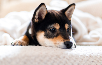 Cún, chó, dog, shiba inu, shiba, chó Nhật - Pelemel24