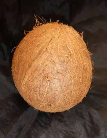 Dừa, dừa khô, coconut - Pudelinchen