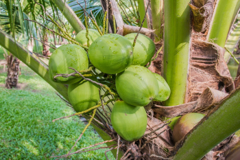 Dừa, dừa tươi, coconut, trái dừa, trái cây - kaigraphick