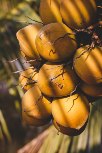 Dừa, trái dừa, dừa nước, dừa tươi, coconut - ThaiThu007