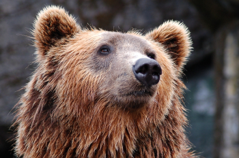 Gấu, con gấu, gấu nâu, bear - Pexels