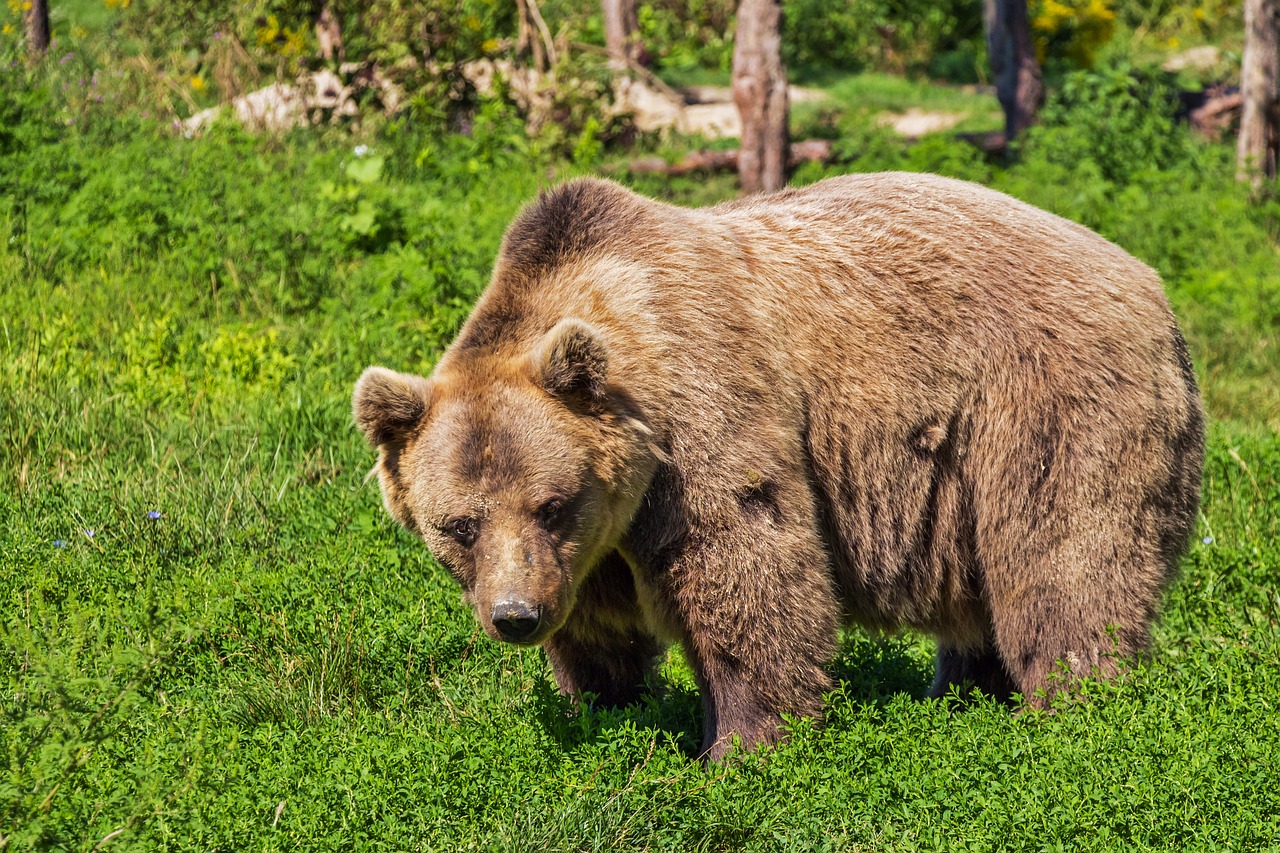 Gấu, gấu nâu, bear, màu nâu - Bergadder