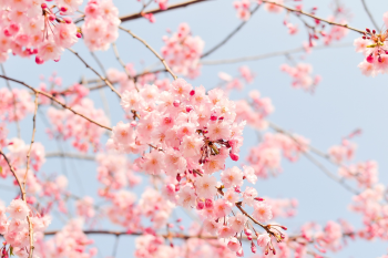 Hoa anh đào, hoa đào, hoa, flower, cherry blossom - shellghostcage