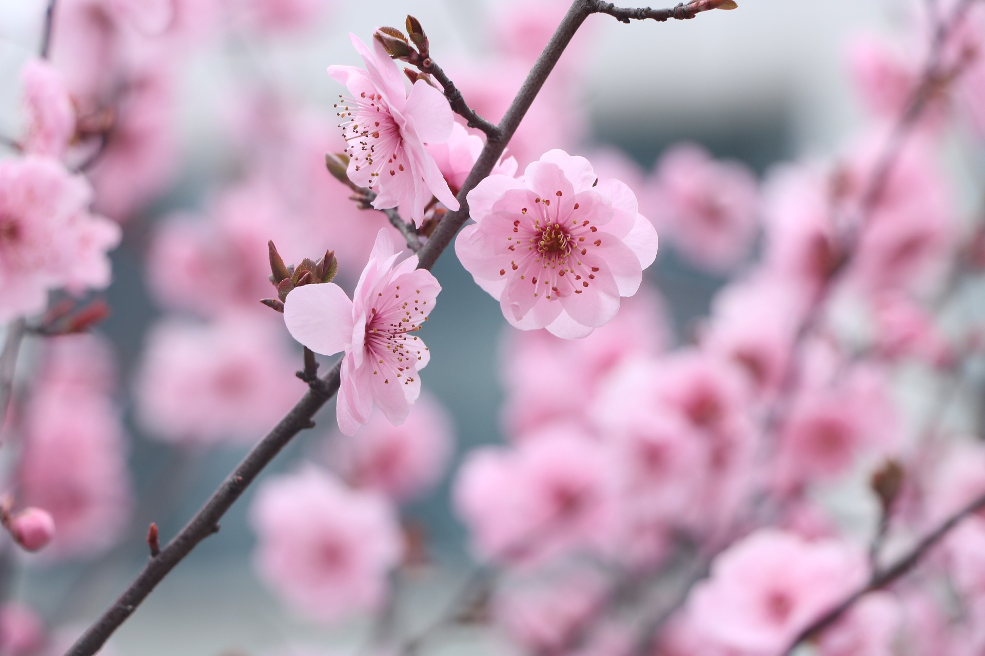 Hoa anh đào, hoa đào, hoa, flower, cherry blossom - yuyan9686