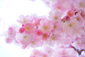 Hoa, flower, hoa đào, hoa anh đào, anh đào, đào -Hans